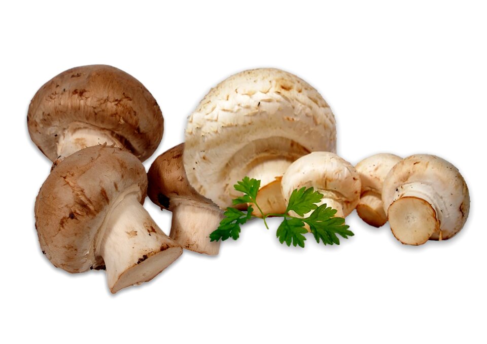 Nature of course vegetable