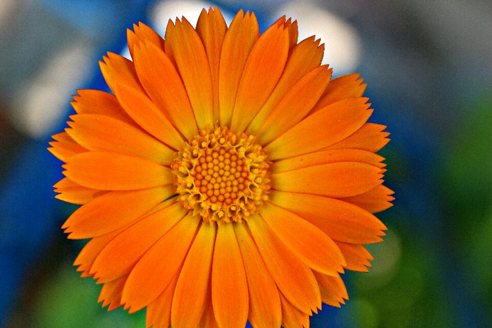 Orange plant summer