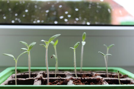 Seedling close up nature photo