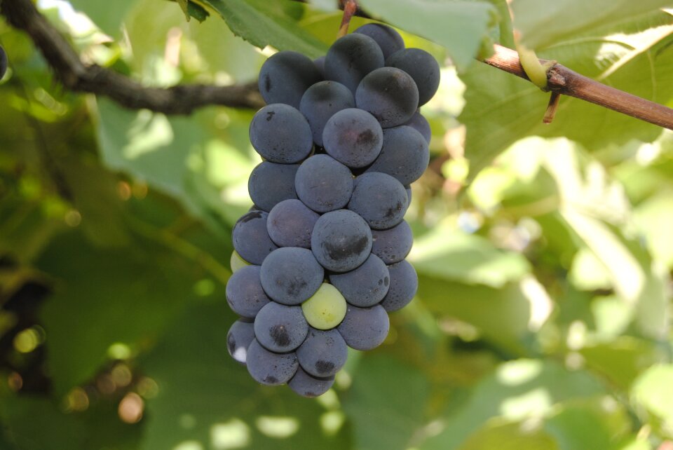 Grapes for wine
