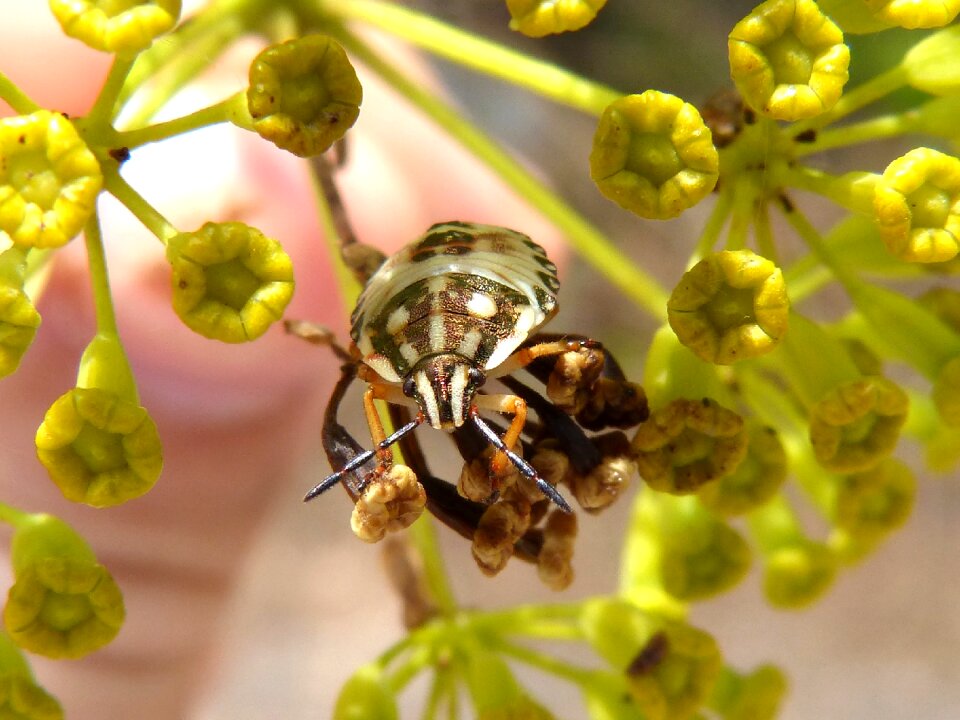 Bug flower detail