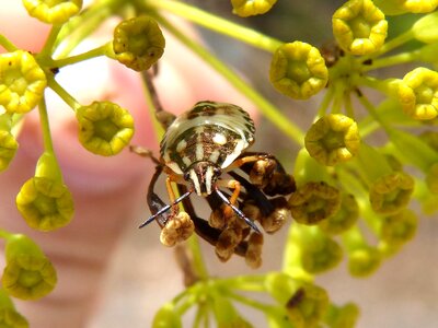 Bug flower detail