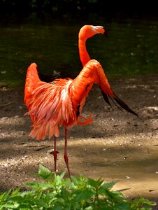 Colorful animals plumage