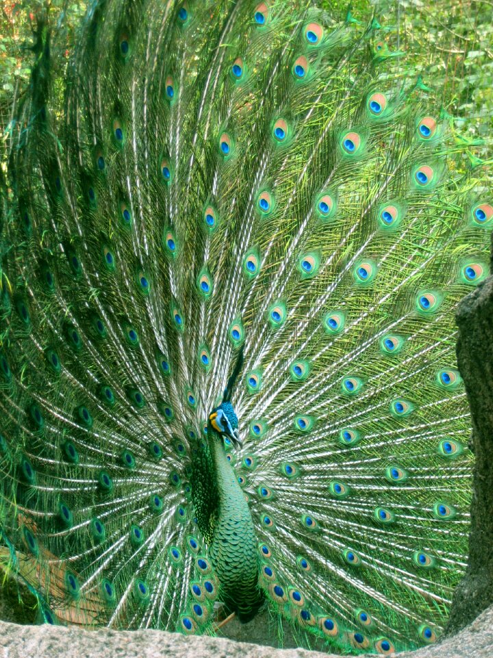 Wildlife colorful peacock feather