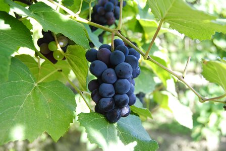 Grapes purple wine