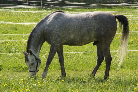 Animal world equestrian nature