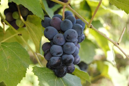 Grapes purple wine