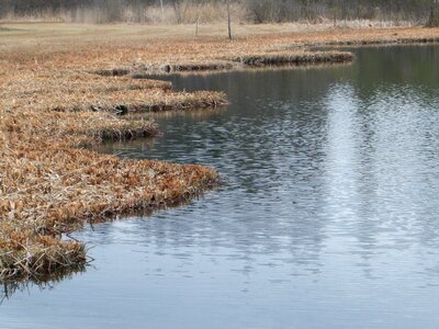 Mirroring nature reserve swamp