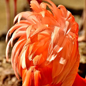 Colorful animals plumage photo