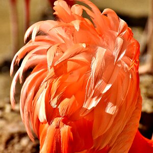 Colorful animals plumage