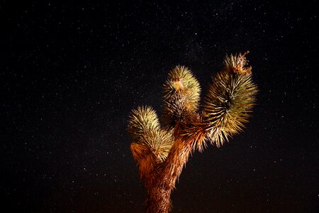 Landscape cosmos joshua tree