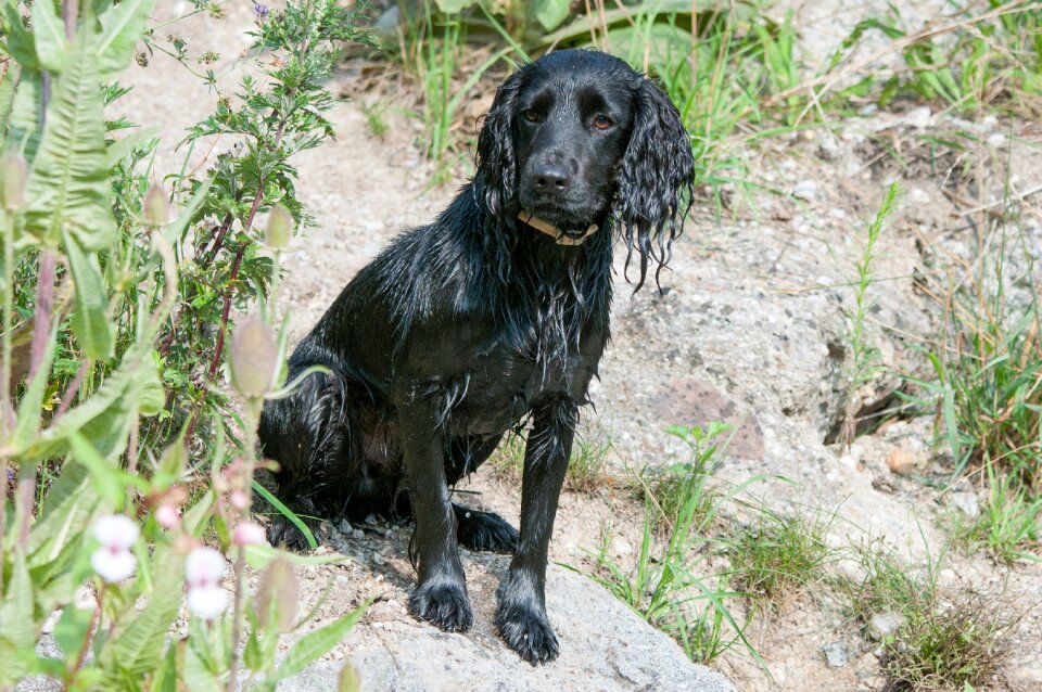 Black purebred dog sitting