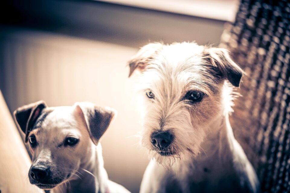 Jack russell terrier sepia two