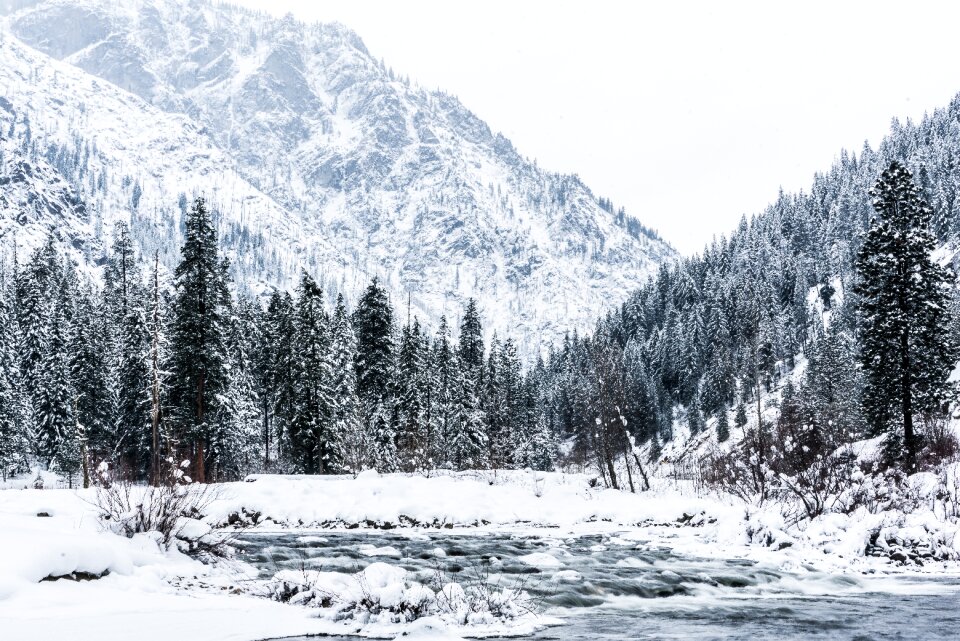 Tree river snow photo