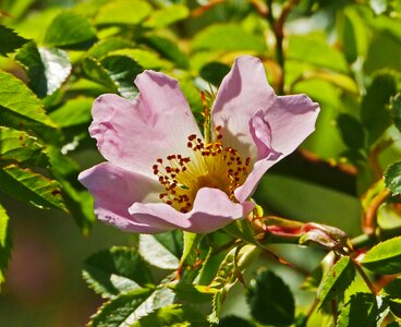 Stamens blossom bloom