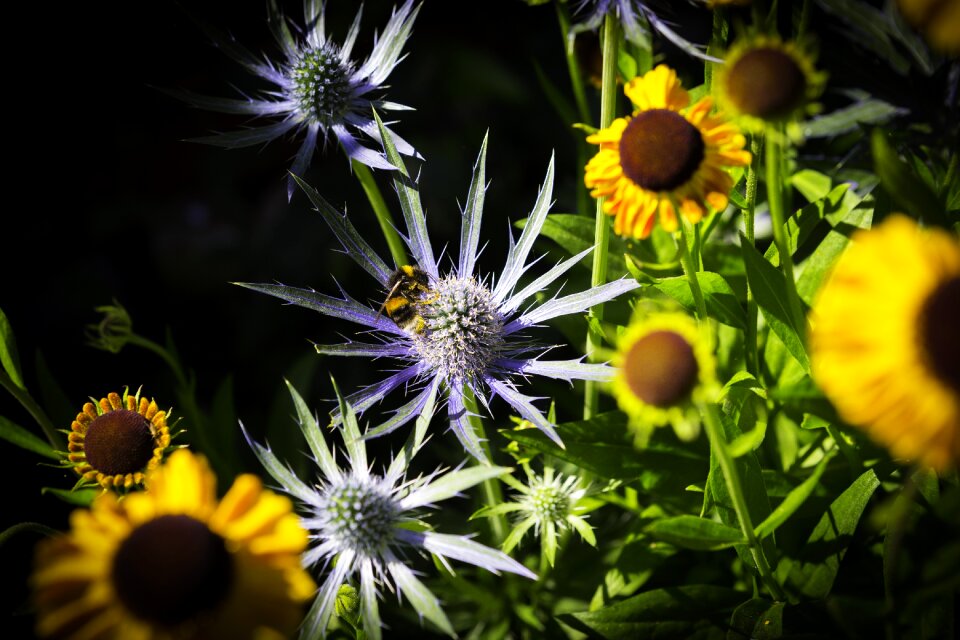 Rudbeckia garden plants bee friendly