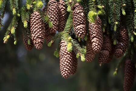 Fir tree tap forest