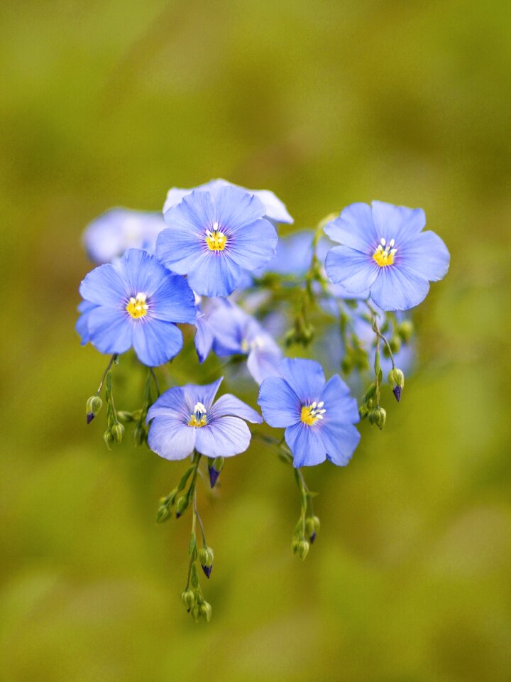 Nature české středohoří blue