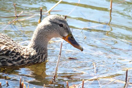 Canard quebec canada