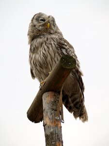 Owl predator bird photo
