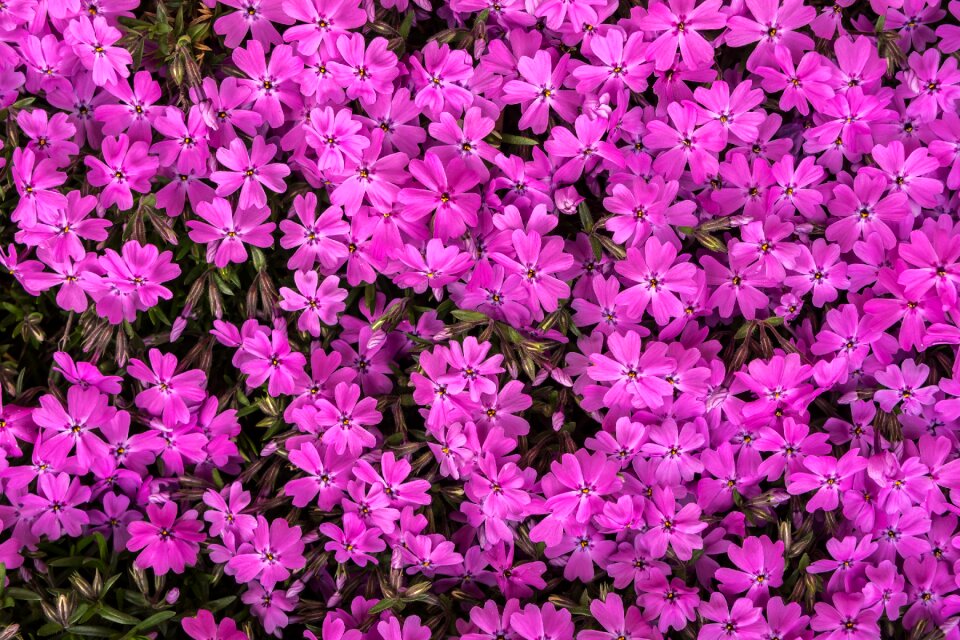 Behold spring flowers spring
