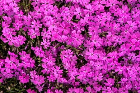 Behold spring flowers spring