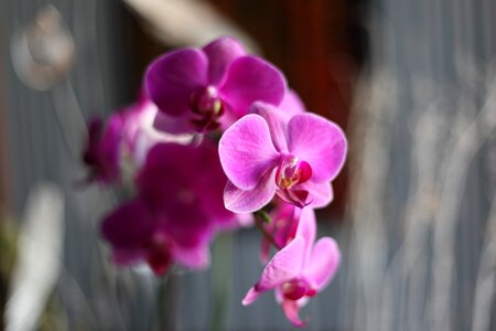 Orchid pink flower photo