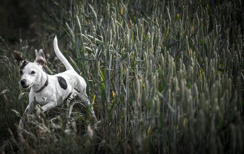 Dog meadow running photo