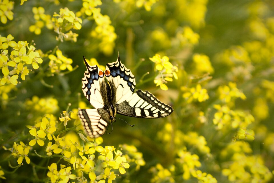 Nature flower flying insects