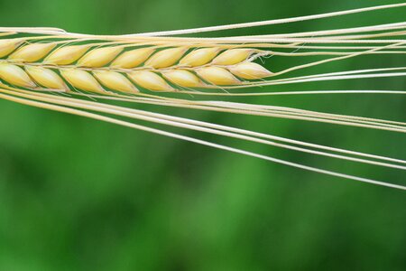 Nature agriculture summer