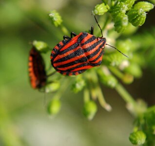 Beetles nature summer photo