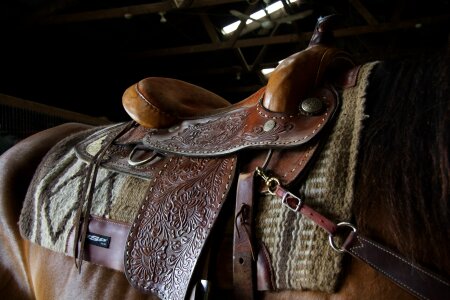 Stall horse cowgirl photo