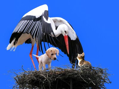 Dog cat nest