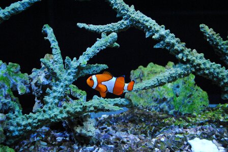 Sea fish orange clown fish photo