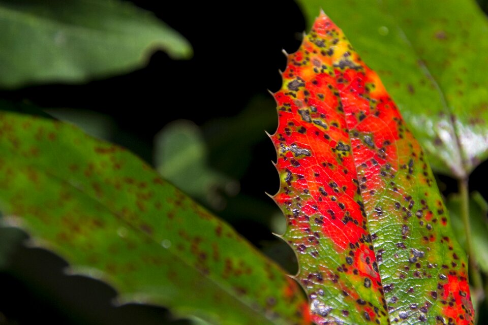 Plant forest close up photo