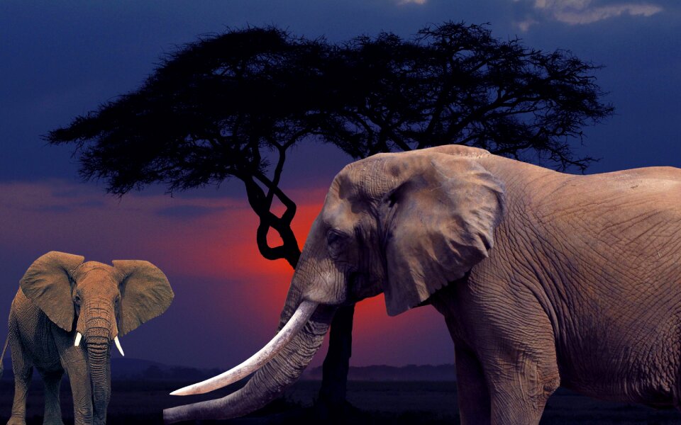 Elephant savannah arrangement