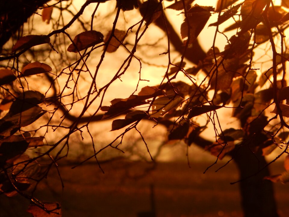 Golden november fall leaves