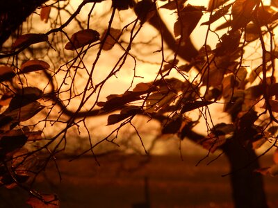 Golden november fall leaves