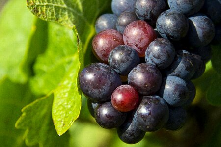 Wine vintage vine leaves photo