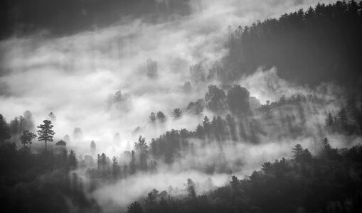 Fog landscape forest landscape photo