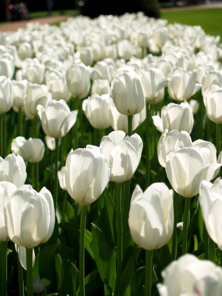 Tulips white flowers bed