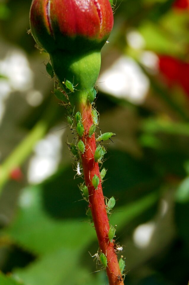 Aphids ros bud