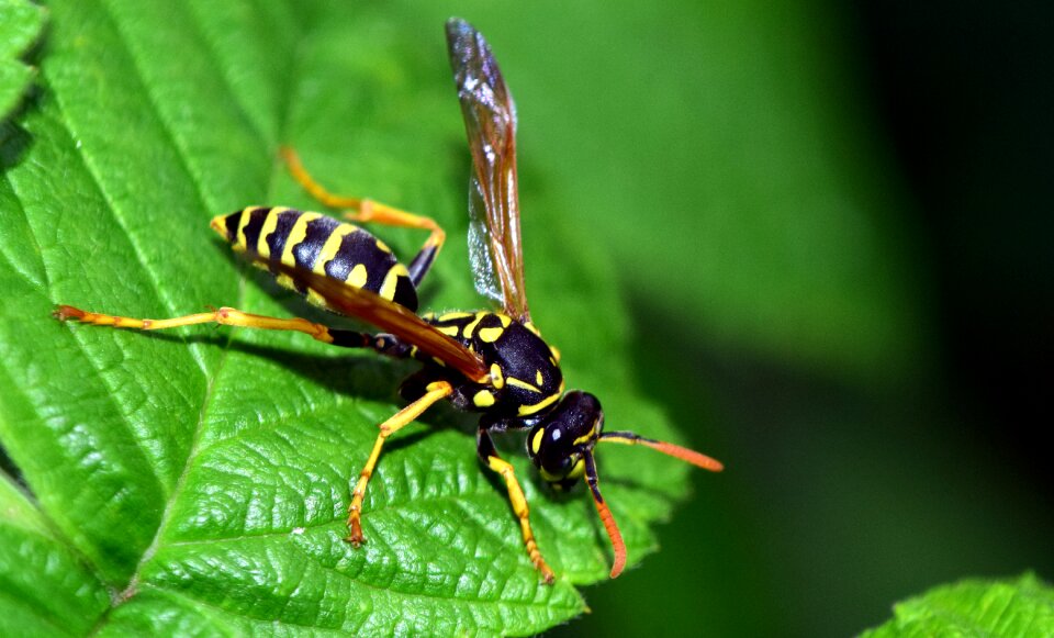 Nature close up macro