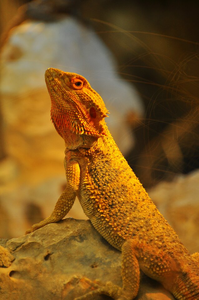 Bearded dragon animal animal portrait