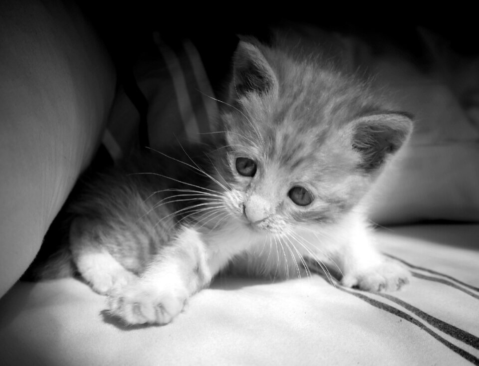 Kitty playing chair