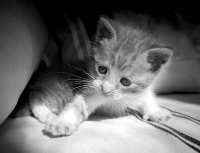 Kitty playing chair