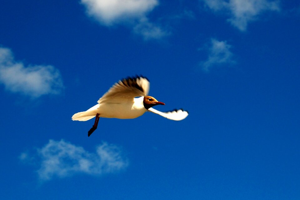 Black-headed gull gull himmel photo
