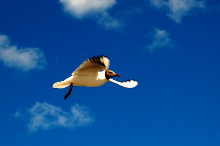 Black-headed gull gull himmel