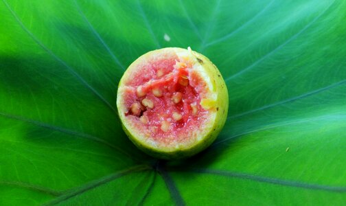Red guava leaf green