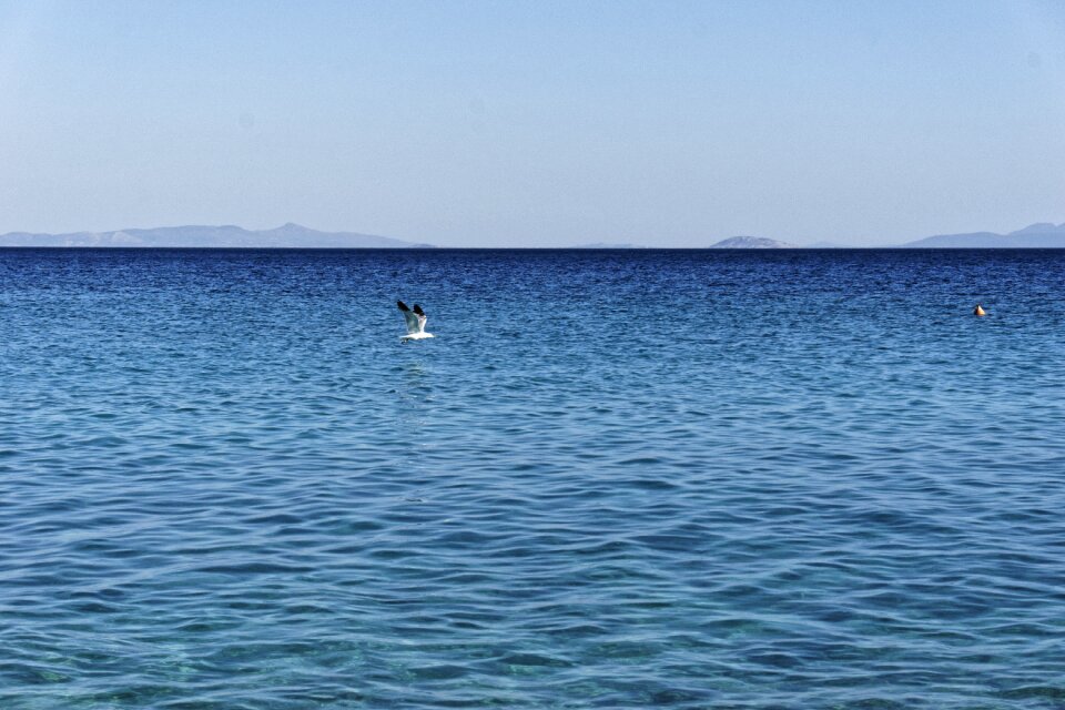 Flying freedom ocean